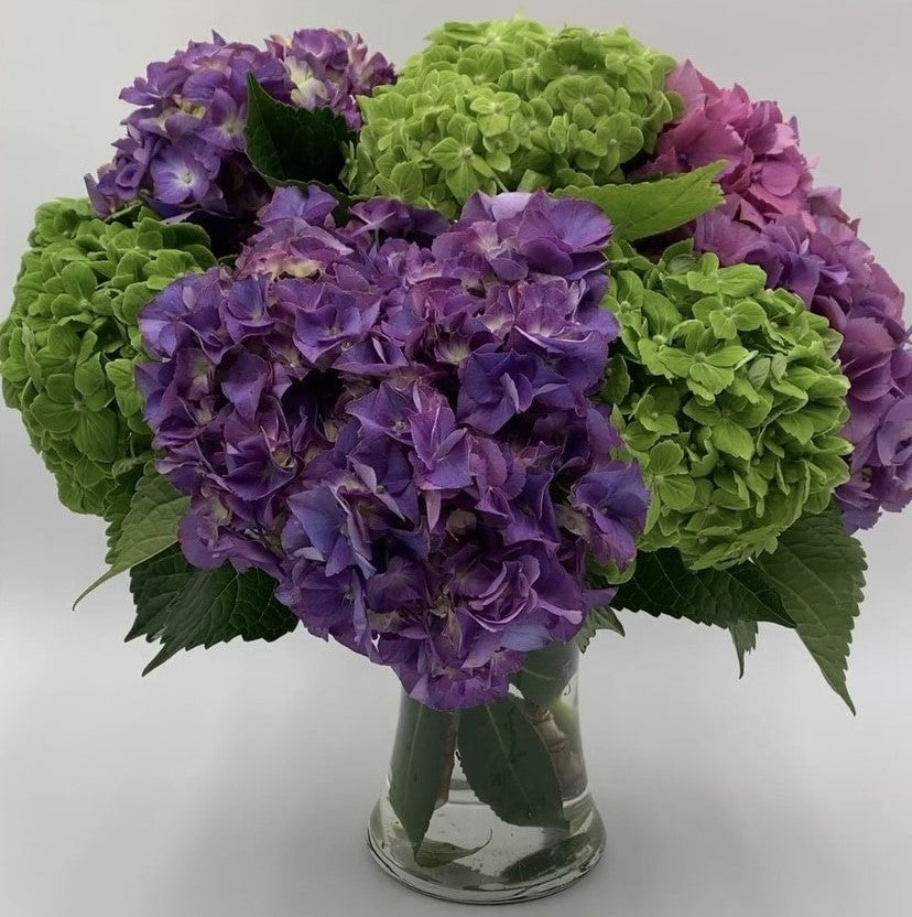 MV52 - Hydrangea Harmony