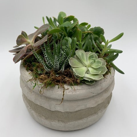 cement succulent pot MV53