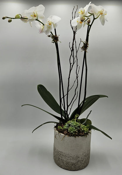 MV17 - Two Stem Phalaenopsis Orchid Planter