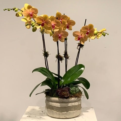 MV116 - Four Stem Phalaenopsis Orchid Planter