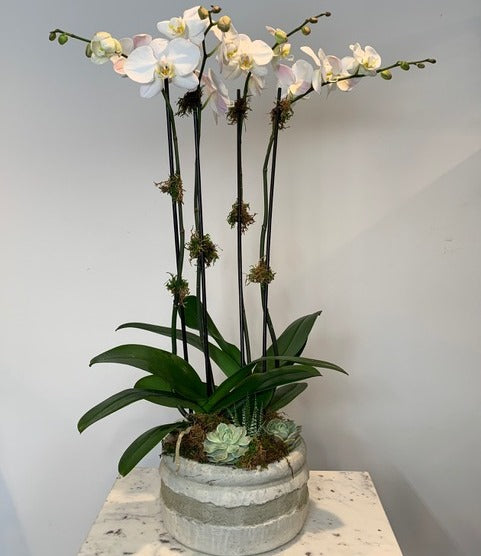 MV116 - Four Stem Phalaenopsis Orchid Planter