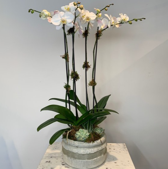 MV116 - Four Stem Phalaenopsis Orchid Planter