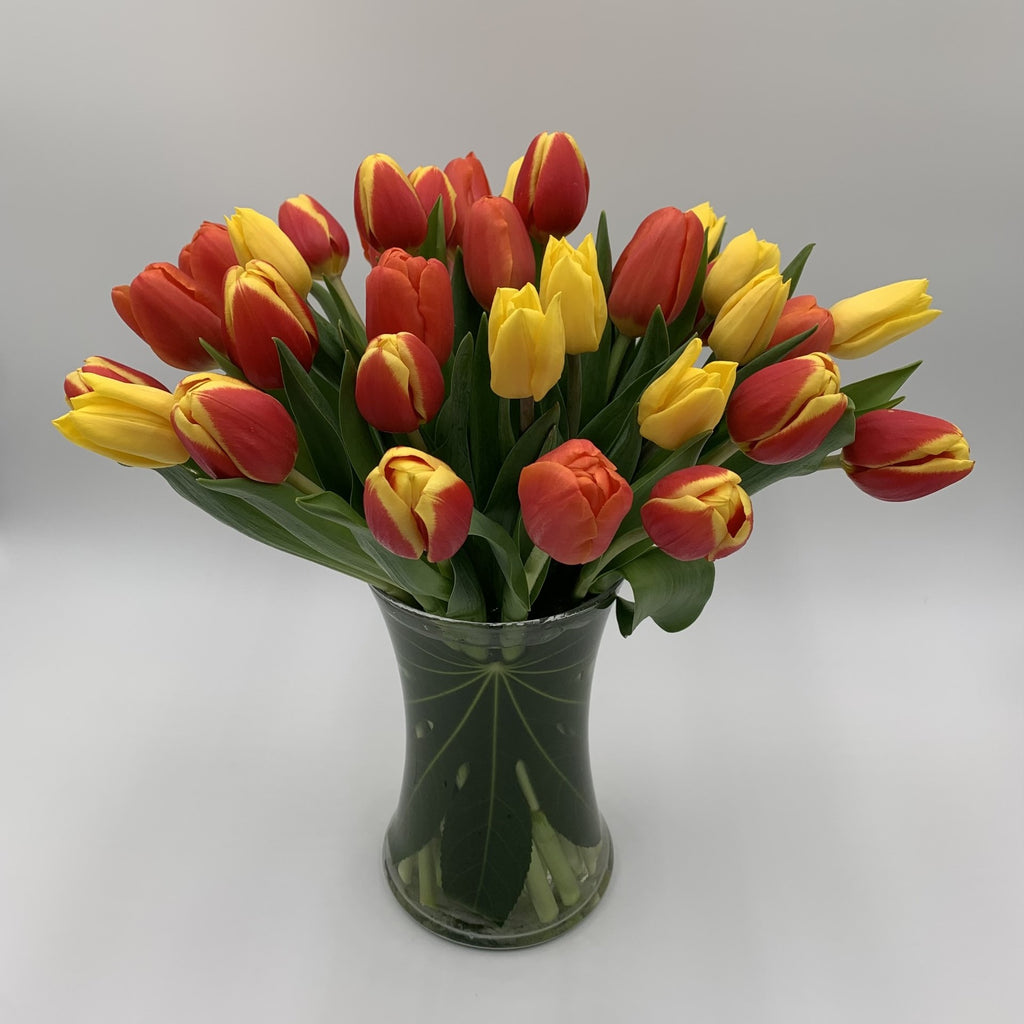 MV119 - Multi Colored Tulip Mania