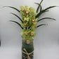 MV126 - Cymbidium Vase