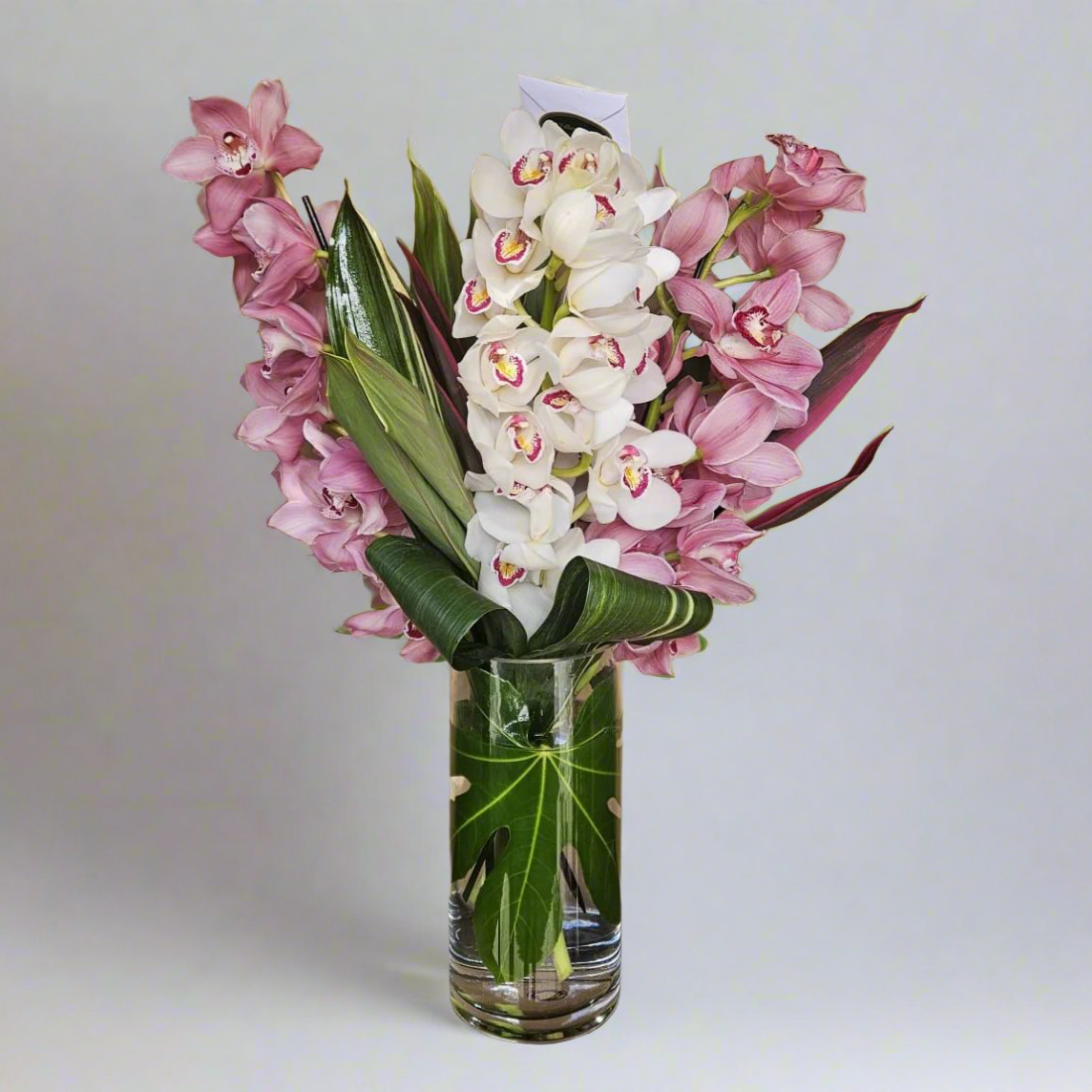 MV140 - Cymbidium Serenade