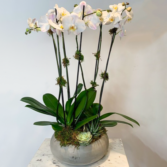 MV15 - Six Stem Phalaenopsis Orchid Planter