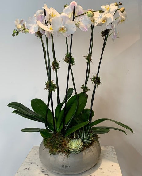 MV15 - Six Stem Phalaenopsis Orchid Planter