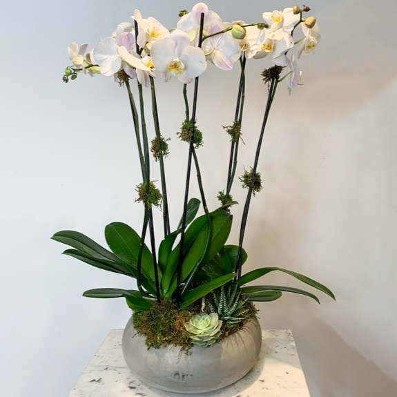 MV17 - Two Stem Phalaenopsis Orchid Planter