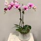 MV17 - Two Stem Phalaenopsis Orchid Planter