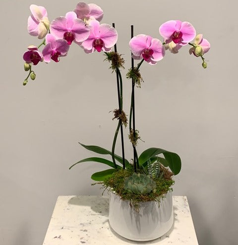 MV17 - Two Stem Phalaenopsis Orchid Planter