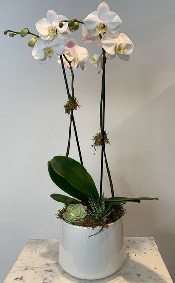 MV17 - Two Stem Phalaenopsis Orchid Planter