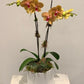 MV17 - Two Stem Phalaenopsis Orchid Planter