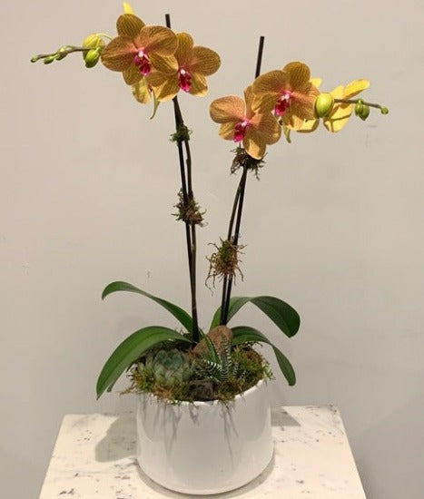 MV17 - Two Stem Phalaenopsis Orchid Planter