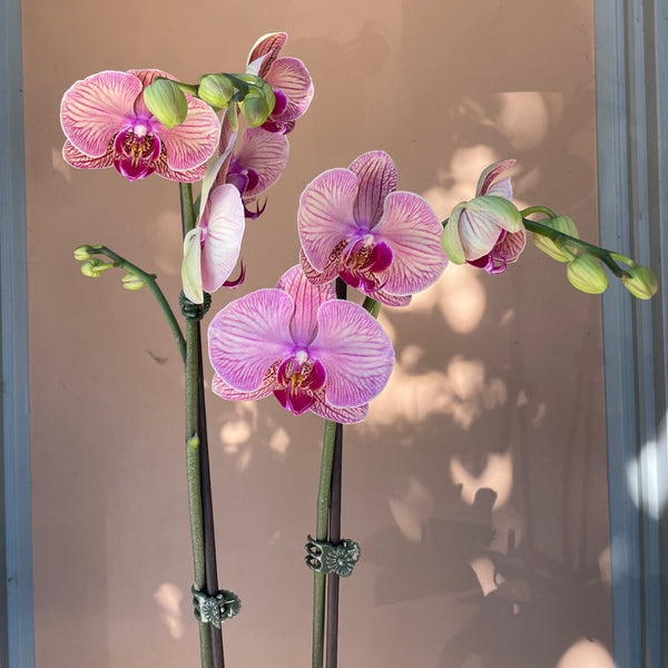 MV17 - Two Stem Phalaenopsis Orchid Planter